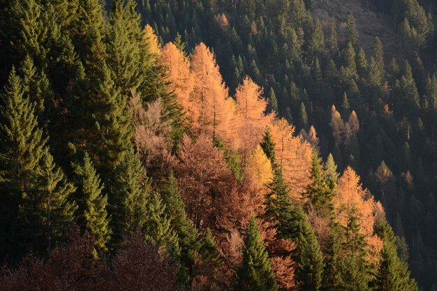 Hooghoekbeeld van dennenbomen in het bos in de herfst