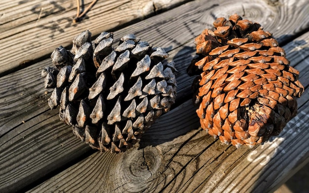 Foto hooghoekbeeld van dennenkegel op hout