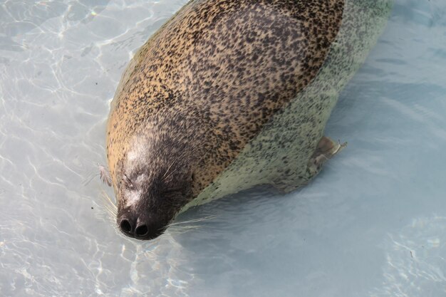 Foto hooghoekbeeld van dieren die in het meer zwemmen