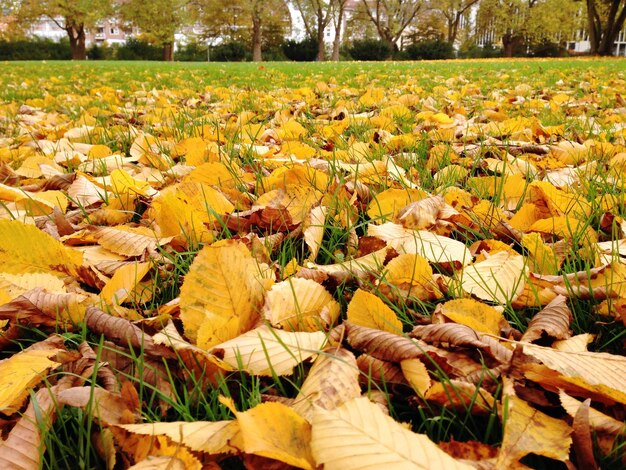 Foto hooghoekbeeld van droge bladeren op gras