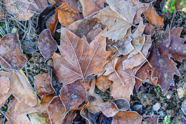 Hooghoekbeeld van droge esdoornbladeren op het veld in de herfst