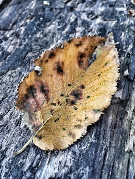 Foto hooghoekbeeld van droog blad op beschadigd hout