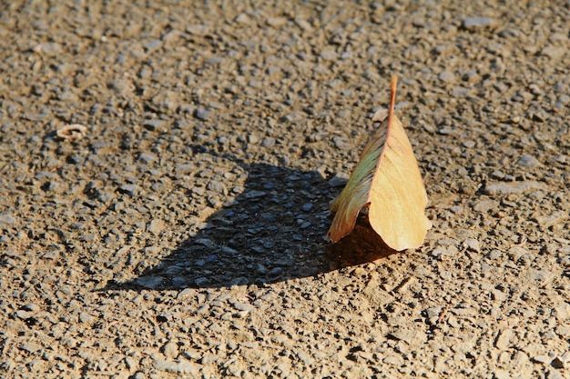 Foto hooghoekbeeld van droog blad op zand