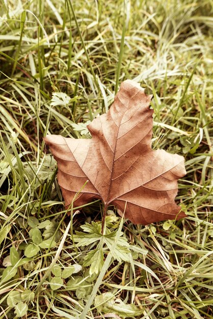 Hooghoekbeeld van droog herfstblad op gras