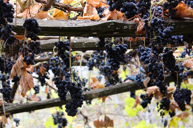 Foto hooghoekbeeld van druiven die op de boerderij groeien