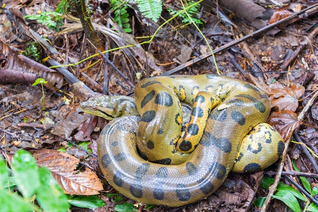 Foto hooghoekbeeld van een anakonda die zich op het veld ontspant