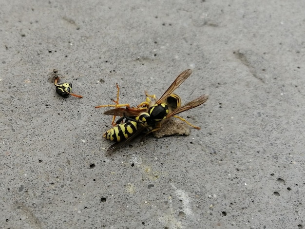 Foto hooghoekbeeld van een bij