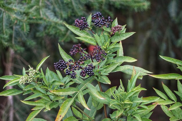 Foto hooghoekbeeld van een bloeiende plant