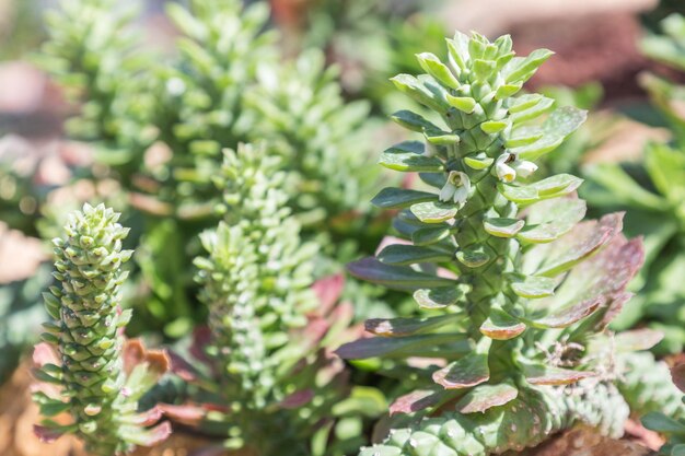 Foto hooghoekbeeld van een bloeiende plant