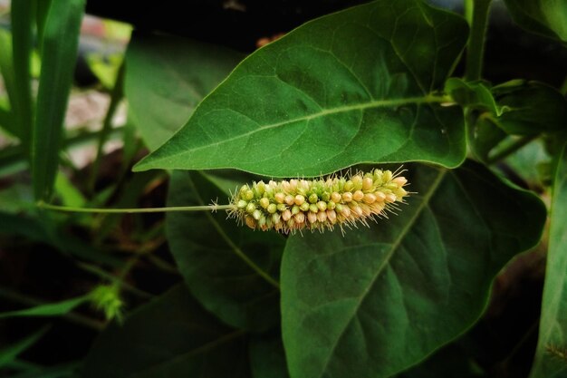 Hooghoekbeeld van een bloeiende plant