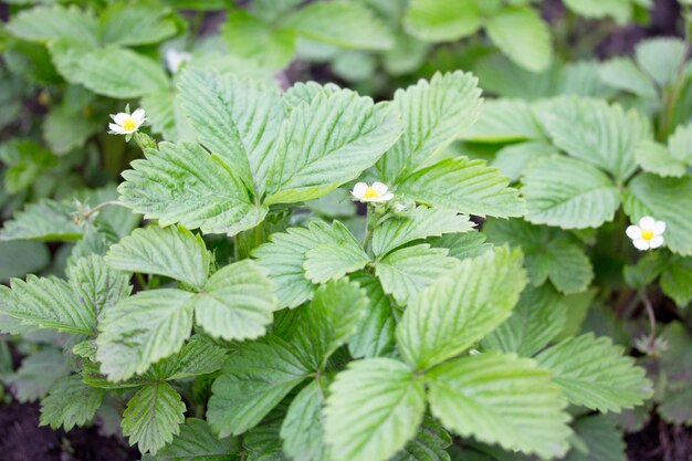 Hooghoekbeeld van een bloeiende plant