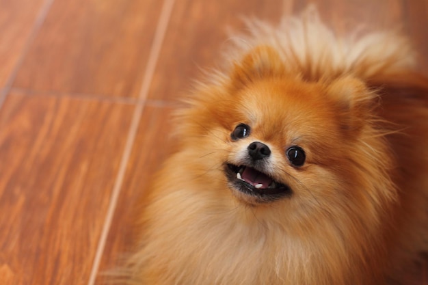 Hooghoekbeeld van een bruine Pomeraniaanse hond op een hardhouten vloer thuis