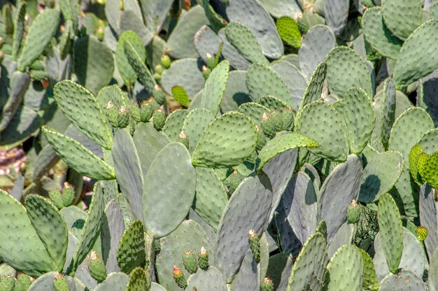 Hooghoekbeeld van een cactus die op het veld groeit