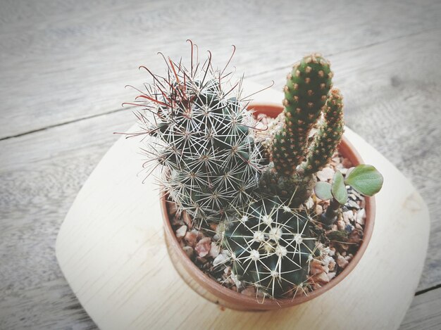 Hooghoekbeeld van een cactusplant in een pot