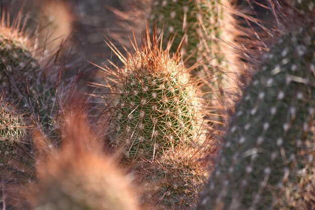 Hooghoekbeeld van een cactusplant op het veld