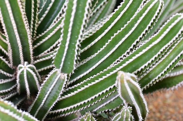 Hooghoekbeeld van een cactusplant