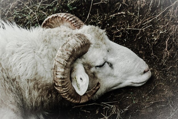 Hooghoekbeeld van een dier dat op het veld slaapt
