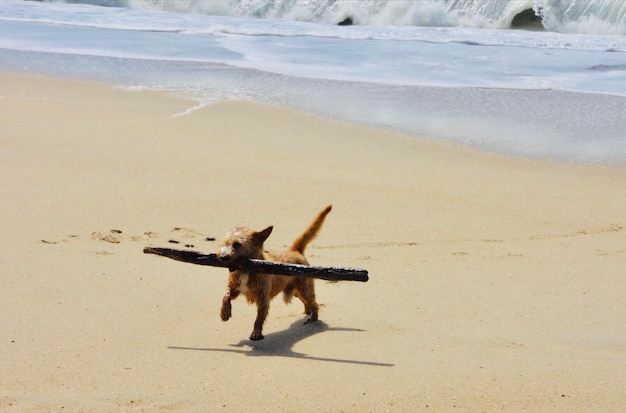 Foto hooghoekbeeld van een dier op het strand