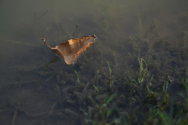 Hooghoekbeeld van een droog blad dat op het water drijft