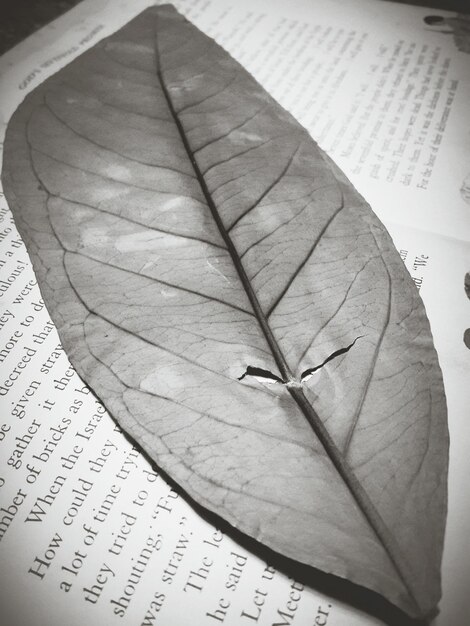 Foto hooghoekbeeld van een droog blad in een boek