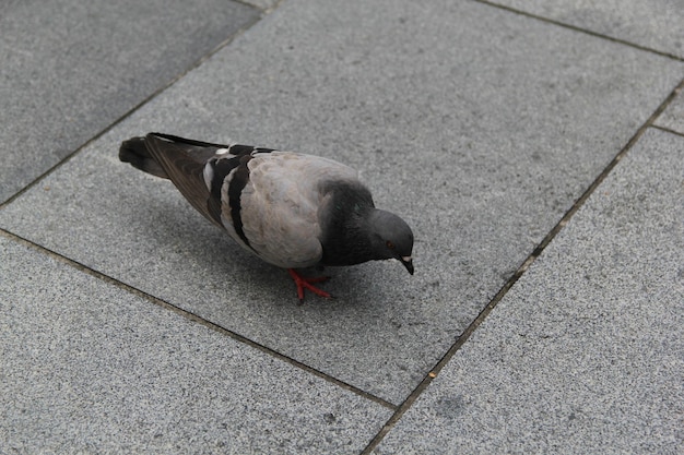 Foto hooghoekbeeld van een duif op een voetpad