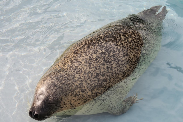 Foto hooghoekbeeld van een eend die in de zee zwemt