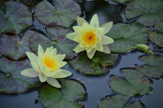 Hooghoekbeeld van een gele lotus waterlelie die in een vijver groeit