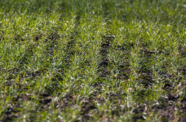 Foto hooghoekbeeld van een grasveld