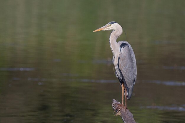 Foto hooghoekbeeld van een grijze reiger die op een meer zit