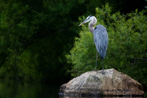 Foto hooghoekbeeld van een grijze reiger die op een rots zit