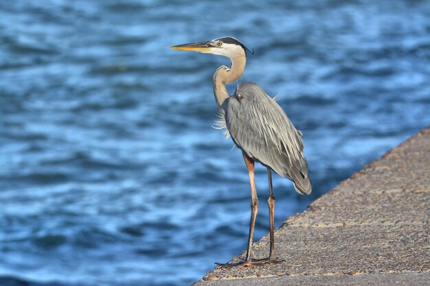 Hooghoekbeeld van een grijze reiger die op zee zit