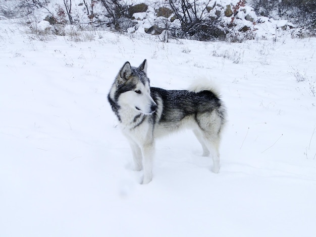 Hooghoekbeeld van een hond die in de winter op een met sneeuw bedekt veld staat