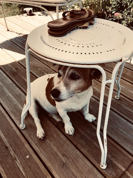 Foto hooghoekbeeld van een hond die naar een camera op tafel kijkt