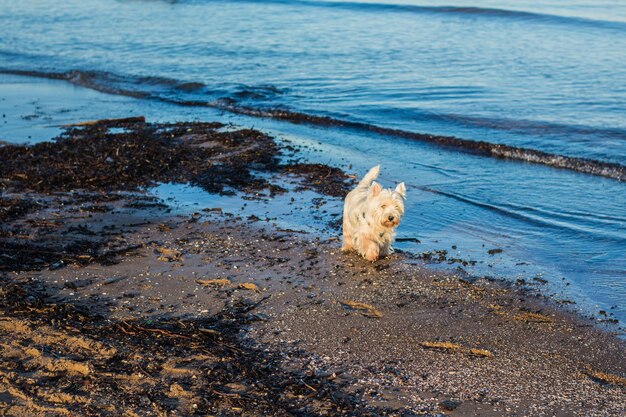 Foto hooghoekbeeld van een hond die op de kust loopt