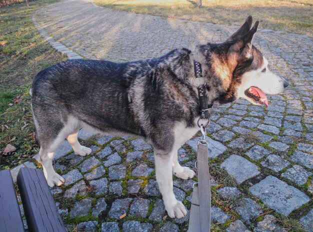 Hooghoekbeeld van een hond die op een voetpad staat