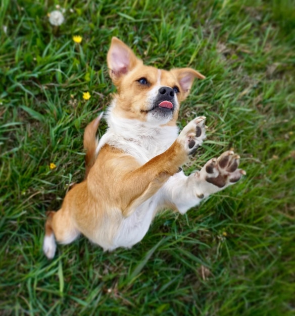 Foto hooghoekbeeld van een hond die op het gras ligt