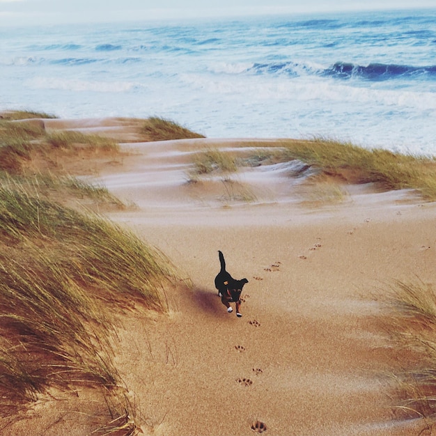 Foto hooghoekbeeld van een hond die op het strand loopt