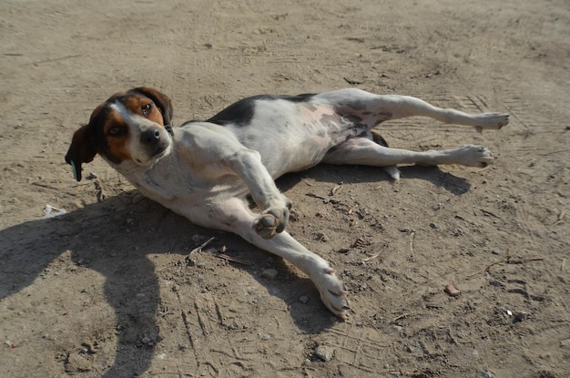 Foto hooghoekbeeld van een hond die op het zand ligt