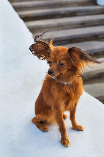 Hooghoekbeeld van een hond die wegkijkt op een steunmuur