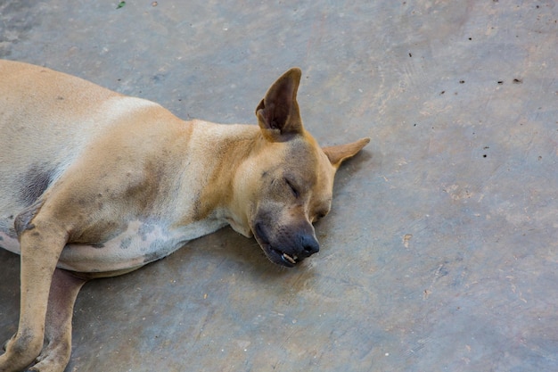 Foto hooghoekbeeld van een hond die zich buiten ontspant