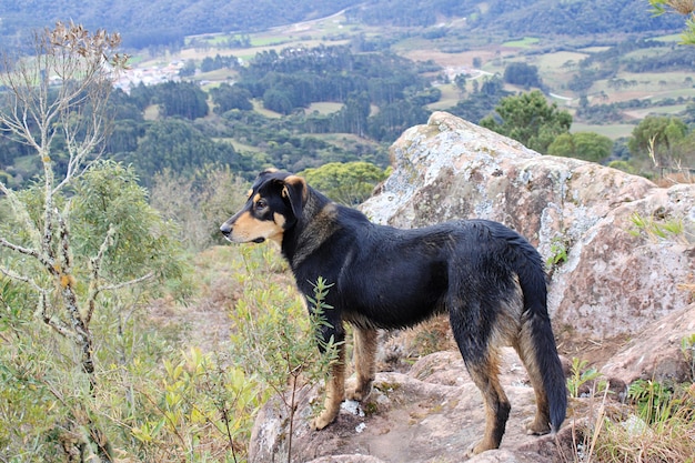 Hooghoekbeeld van een hond op een rots