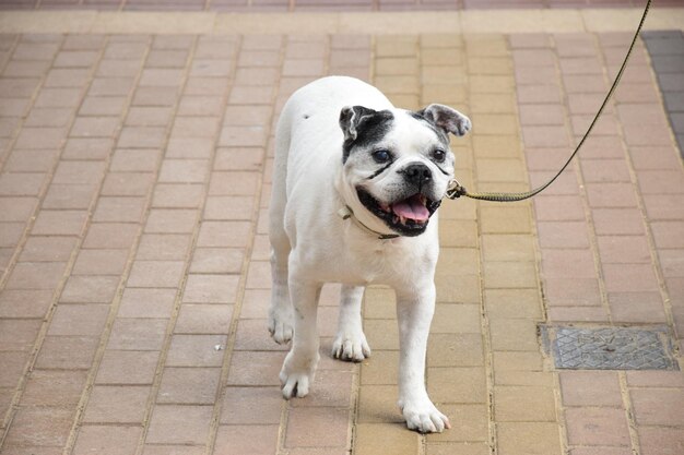 Foto hooghoekbeeld van een hond op een voetpad