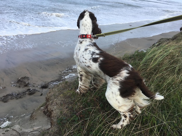 Hooghoekbeeld van een hond op het strand