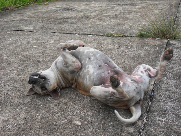 Foto hooghoekbeeld van een hond