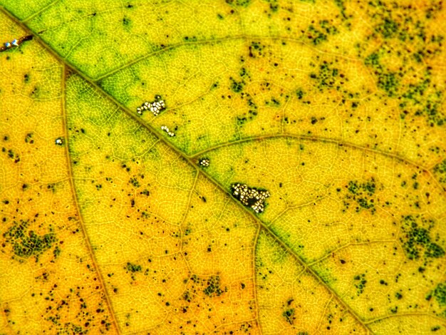 Hooghoekbeeld van een insect op een geel blad