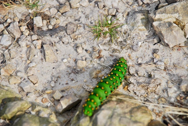 Hooghoekbeeld van een insect op een rots