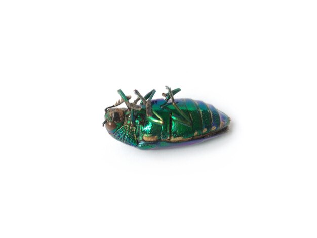 Hooghoekbeeld van een insect op een witte achtergrond
