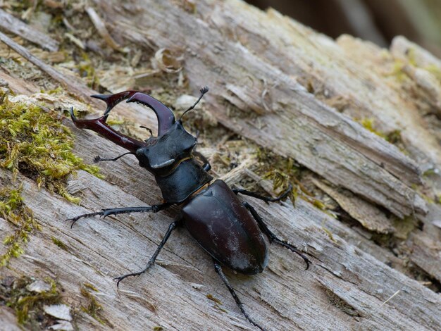 Foto hooghoekbeeld van een insect op hout