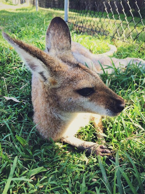 Hooghoekbeeld van een kangoeroe die op een grasveld in de dierentuin zit