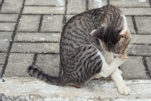 Foto hooghoekbeeld van een kat die op het voetpad ligt